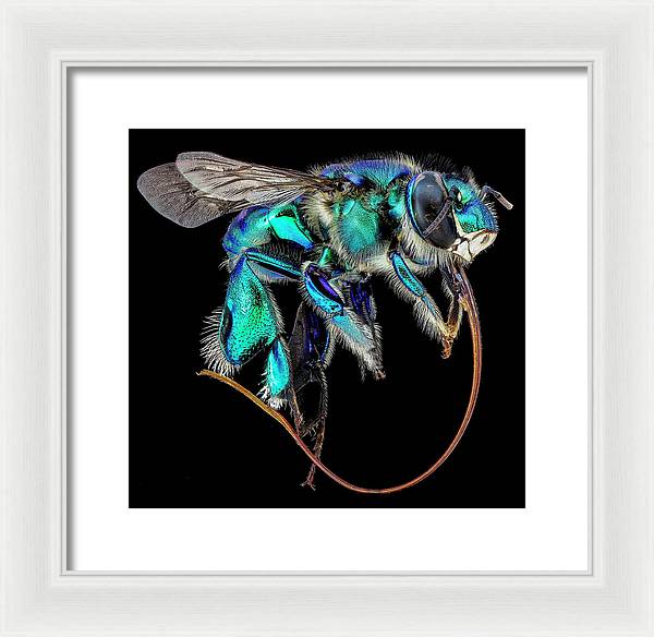 Euglossa Imperialis / Art Photo - Framed Print