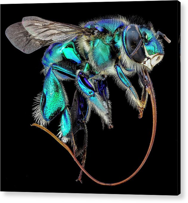 Euglossa Imperialis / Art Photo - Acrylic Print