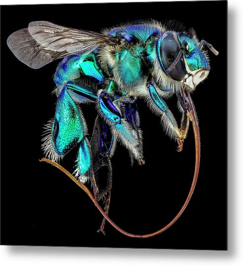 Euglossa Imperialis / Art Photo - Metal Print