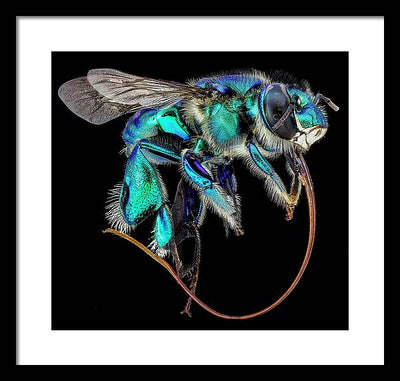 Euglossa Imperialis / Art Photo - Framed Print