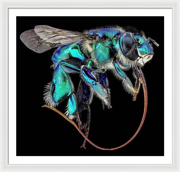 Euglossa Imperialis / Art Photo - Framed Print