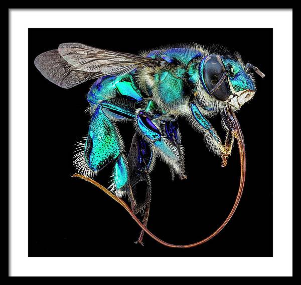 Euglossa Imperialis / Art Photo - Framed Print