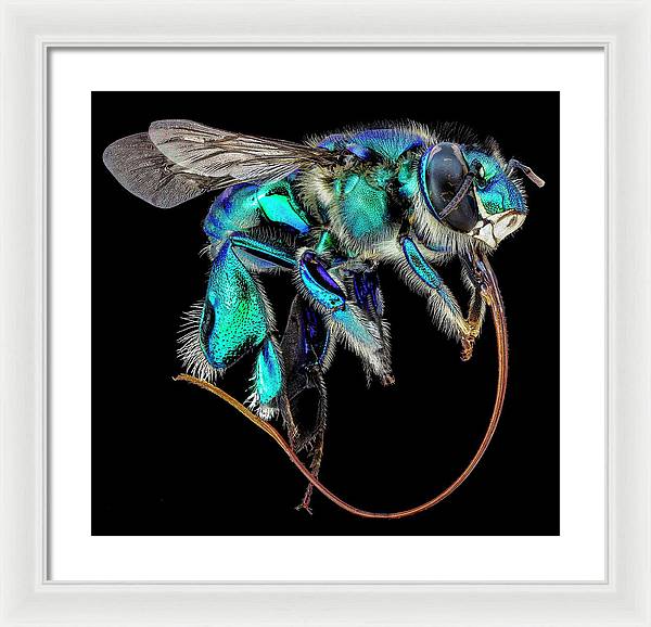 Euglossa Imperialis / Art Photo - Framed Print