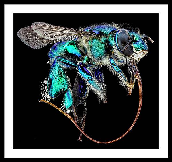 Euglossa Imperialis / Art Photo - Framed Print