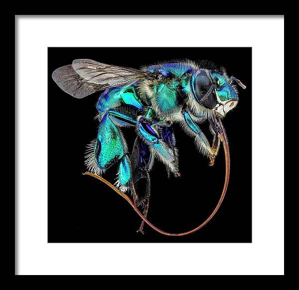 Euglossa Imperialis / Art Photo - Framed Print