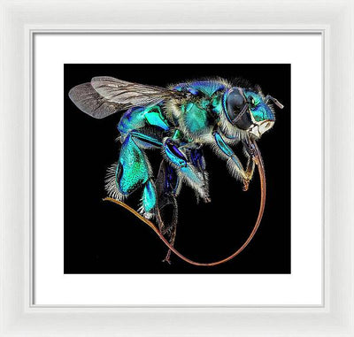 Euglossa Imperialis / Art Photo - Framed Print