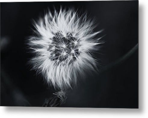 Faites un Voeux / Art Photo - Metal Print