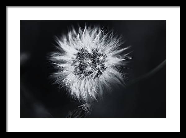 Faites un Voeux / Art Photo - Framed Print