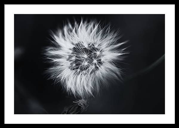 Faites un Voeux / Art Photo - Framed Print