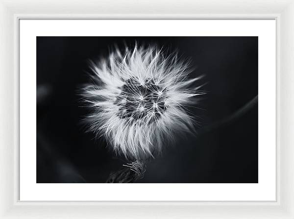 Faites un Voeux / Art Photo - Framed Print