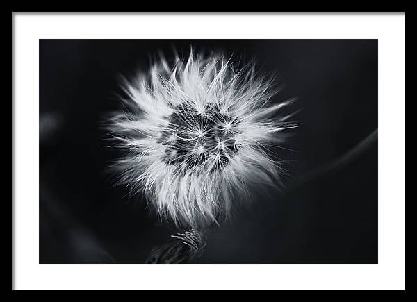 Faites un Voeux / Art Photo - Framed Print