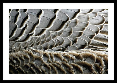 Feathers / Art Photo - Framed Print