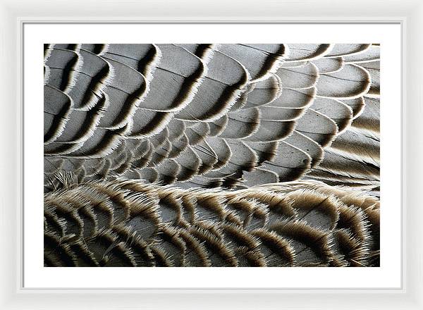 Feathers / Art Photo - Framed Print