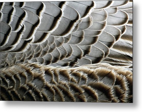 Feathers / Art Photo - Metal Print