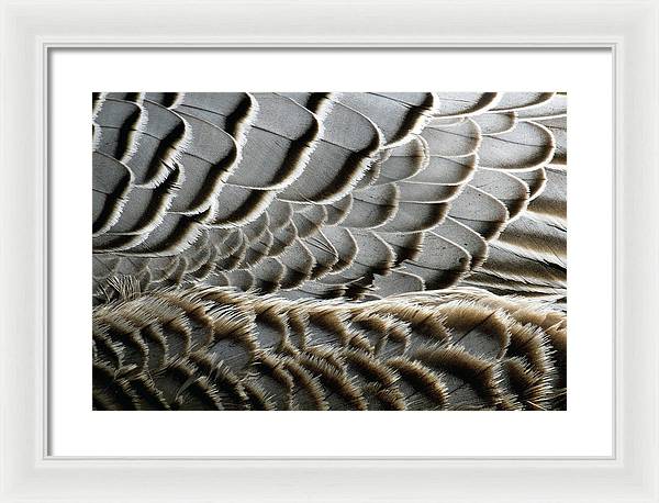 Feathers / Art Photo - Framed Print