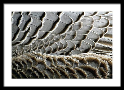 Feathers / Art Photo - Framed Print