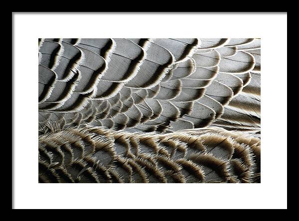 Feathers / Art Photo - Framed Print