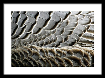 Feathers / Art Photo - Framed Print