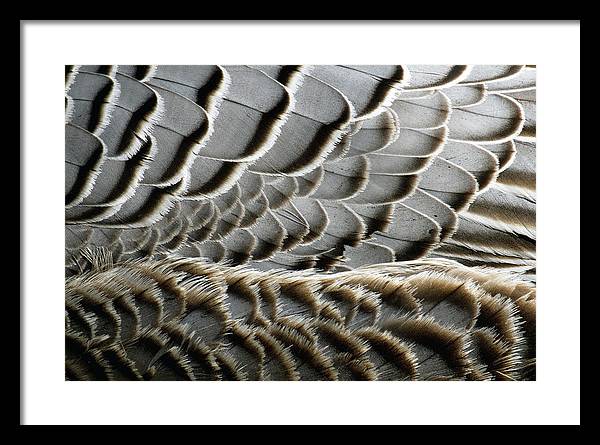 Feathers / Art Photo - Framed Print