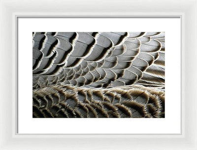 Feathers / Art Photo - Framed Print