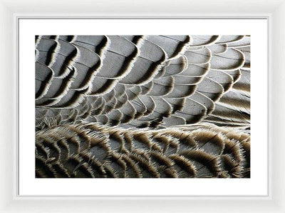 Feathers / Art Photo - Framed Print