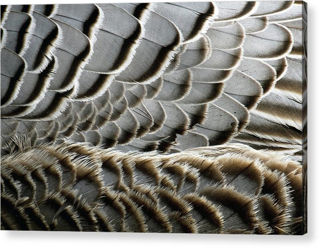 Feathers / Art Photo - Acrylic Print