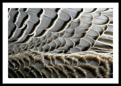 Feathers / Art Photo - Framed Print