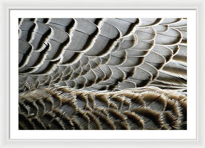 Feathers / Art Photo - Framed Print