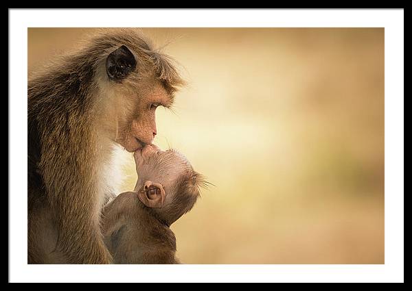 Female Toque Macaque With Baby / Art Photo - Framed Print