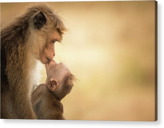 Female Toque Macaque With Baby / Art Photo - Acrylic Print