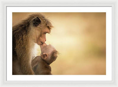 Female Toque Macaque With Baby / Art Photo - Framed Print