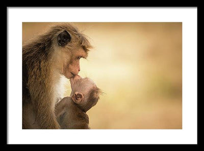 Female Toque Macaque With Baby / Art Photo - Framed Print