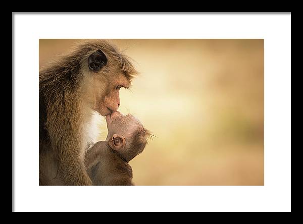 Female Toque Macaque With Baby / Art Photo - Framed Print