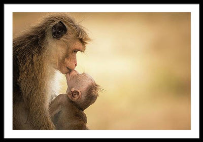 Female Toque Macaque With Baby / Art Photo - Framed Print