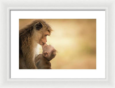 Female Toque Macaque With Baby / Art Photo - Framed Print