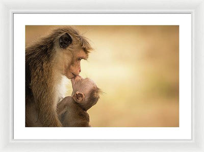 Female Toque Macaque With Baby / Art Photo - Framed Print