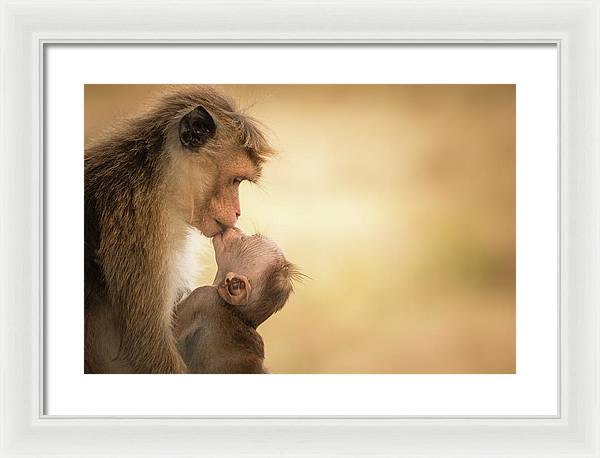 Female Toque Macaque With Baby / Art Photo - Framed Print