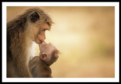 Female Toque Macaque With Baby / Art Photo - Framed Print