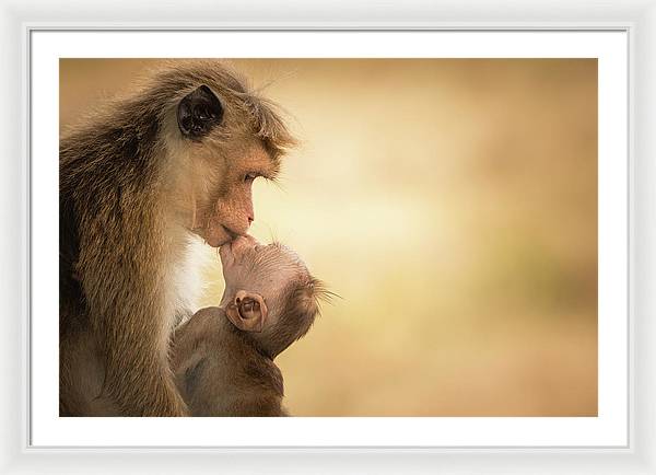 Female Toque Macaque With Baby / Art Photo - Framed Print