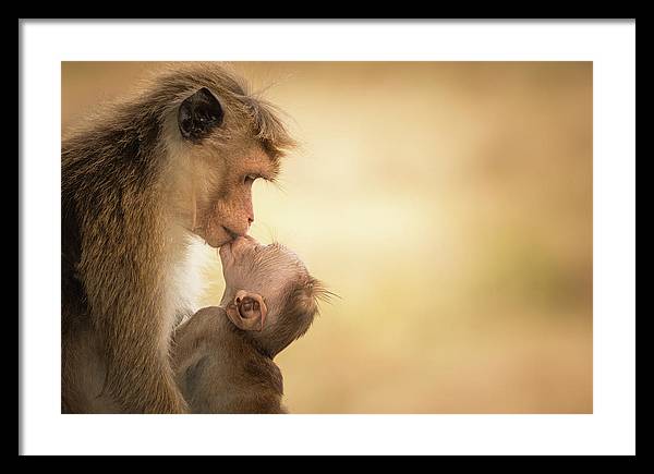 Female Toque Macaque With Baby / Art Photo - Framed Print