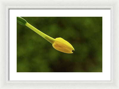 Flower Bud of Narcissus Jonquilla / Art Photo - Framed Print