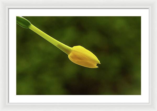 Flower Bud of Narcissus Jonquilla / Art Photo - Framed Print