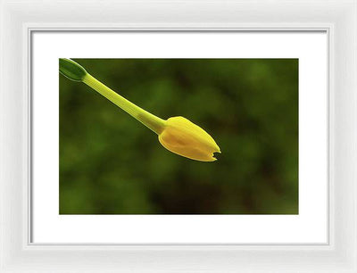 Flower Bud of Narcissus Jonquilla / Art Photo - Framed Print