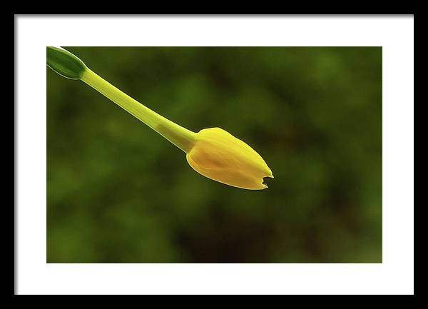 Flower Bud of Narcissus Jonquilla / Art Photo - Framed Print