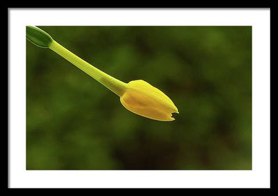 Flower Bud of Narcissus Jonquilla / Art Photo - Framed Print