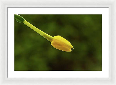 Flower Bud of Narcissus Jonquilla / Art Photo - Framed Print