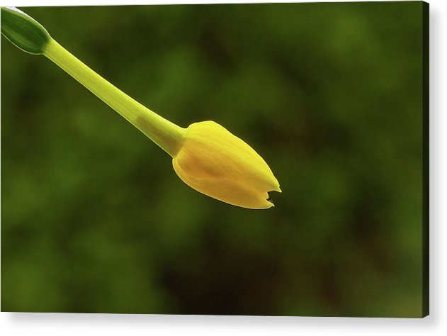 Flower Bud of Narcissus Jonquilla / Art Photo - Acrylic Print