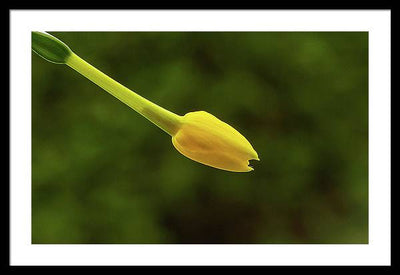 Flower Bud of Narcissus Jonquilla / Art Photo - Framed Print