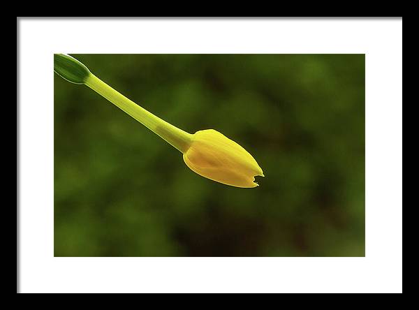 Flower Bud of Narcissus Jonquilla / Art Photo - Framed Print