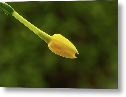 Flower Bud of Narcissus Jonquilla / Art Photo - Metal Print